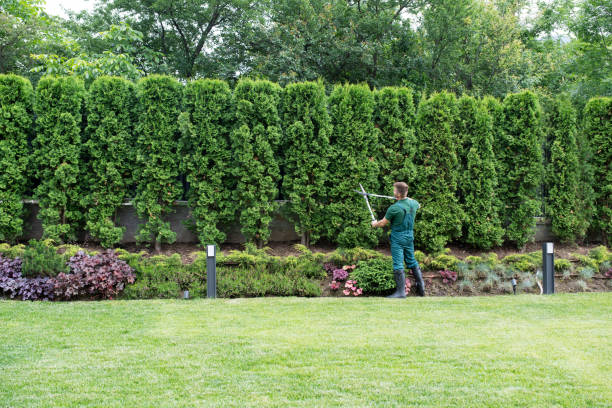 Best Tree Trimming and Pruning  in Cocoa West, FL