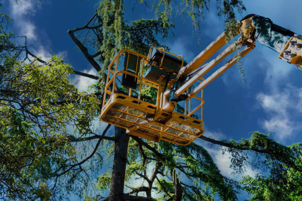 Best Landscape Design and Installation  in Cocoa West, FL