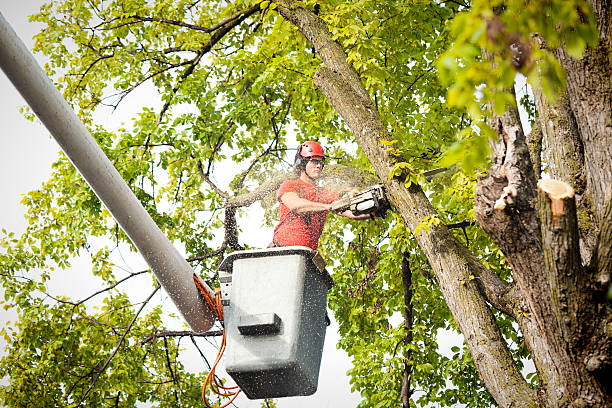 Best Leaf Removal  in Cocoa West, FL