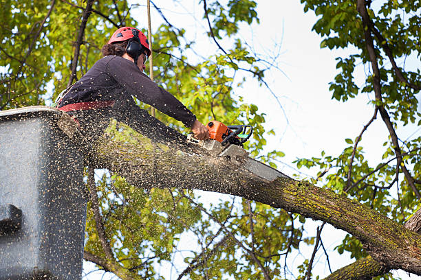 Best Commercial Tree Services  in Cocoa West, FL